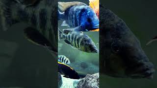 BIG AL the venustus love fish beautiful africancichlids mattyfish33 [upl. by Acinemod]