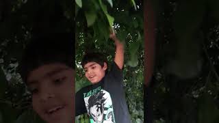 ENCONTRÉ UNA FRUTA EXÓTICA MACLURA POMIFERA shortsvideo shortvideo shorts short [upl. by Olav]