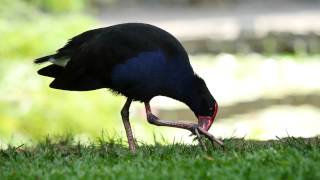 Australasian Swamphen Porphyrio porphyrio melanotus  Purpurhuhn 1 [upl. by Niai]