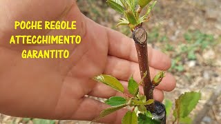 Innesto del ciliegio a spacco come e quando innestare il Prunus avium [upl. by Johnson22]