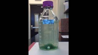 Timelapse of Algae Settling [upl. by Leuqer]