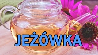 Jeżówka na odporność  NAWIGUJ NA ZDROWIE 10 [upl. by Nalyd558]