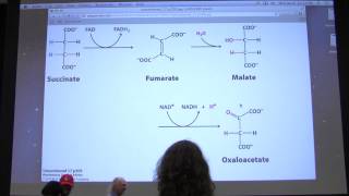 28 Kevin Aherns Biochemistry  Citric Acid Cycle II [upl. by Maroj963]