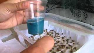 GERMINACION DE CALENDULA PARTE 1 [upl. by Sumner]