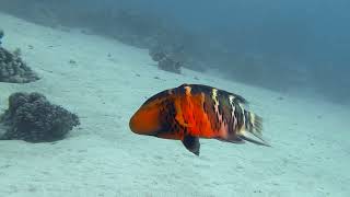 Red Sea redbreasted wrasse Cheilinus fasciatus changing color  Mangrove Bay Egypt 5122023 [upl. by Diver97]