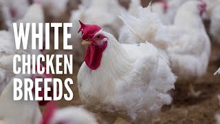 15 White Chicken Breeds to Add to Your Flock [upl. by Leslee]