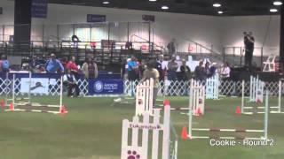 2010 AKC Agility Invitational  Toy Fox Terriers [upl. by Yrocej]