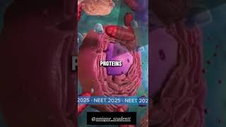 neet ribosomes anatomy biology [upl. by Langsdon]