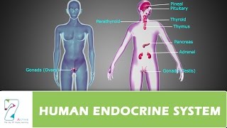 HUMAN ENDOCRINE SYSTEMPART 01 [upl. by Steffane]