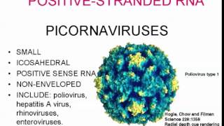 Poliovirus picornavirus Poliomyelitis [upl. by Seidule356]