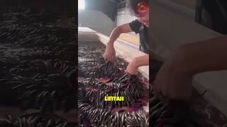 Ternak lintah cuy shorts feedshorts infopedia viralvideo [upl. by Notgnihsaw]