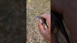 Beautiful Bluethroated Keeled Lizard Algyroides nigropunctatus Herping Corfu wildlife lizard [upl. by Esilec608]