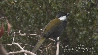 Eastern Whipbird call Psophodes olivaceus HD Video clip 12 Tim Siggs ABVC [upl. by Aciemaj]