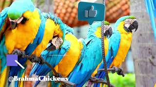 Discover 10 interesting facts about macaws  Macaw Parrot  Macaws Parrots  Birds Market [upl. by Isied]