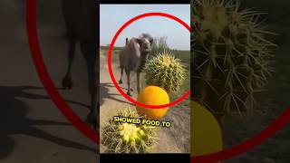 This Hilarious Camel Went Wiral 😱😳 camel cactus desert [upl. by Dorelia]