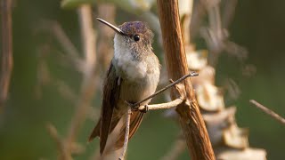 Azurecrowned Hummingbird in Guatemala [upl. by Grassi]