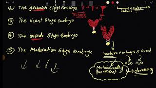 Embryogenesis establishment of symmetry in plant csir net life sciences development bio [upl. by Nnylylloh]