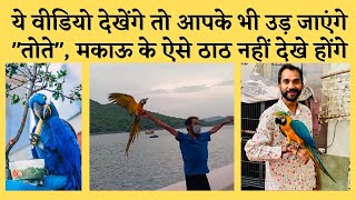 Macaw Parrot की खासियत  Aman ने बताई macaw की unique Information  macaw parrot talking in hindi [upl. by Noman790]