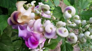 Corkscrew Vine Blooms [upl. by Nageam]