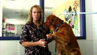 Dog Grooming  How to Trim a Dogs Toenails [upl. by Eidob368]