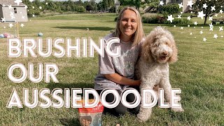 How to Brush an Aussiedoodle  Doodle Dog Grooming and Brushing Tips From Home [upl. by Odlanyar]