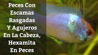 🔵 Heces Largas En PecesEscamas Ragadas Y Hoyuelos En La CabezaHexamita En Peces Acuarios MB [upl. by Hun892]