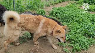 무료분양 강쥐들 아빠황토 Korean Jindo Dog 🐕 [upl. by Ramsay317]