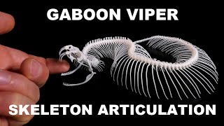 Gaboon Viper Bitis gabonica Snake Skeleton Articulation [upl. by Ameg]