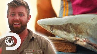 Researcher Discovers An “Extinct” Pondicherry Shark  Extinct Or Alive [upl. by Dyolf]