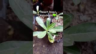 Kalachuchi  antibacterial anticancer antioxidant plant plantita gardening shortvideo shorts [upl. by Brasca]