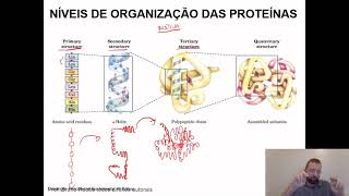 Como é a organização estrutural das proteínas e o processo de enovelamento qual sua importância [upl. by Claiborne]