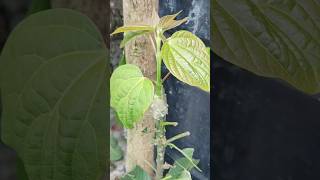 A new method of grafting apple trees to mango trees grafting grafting mangotree [upl. by Ttezzil]