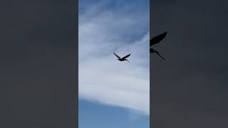 Cormorant carrying nest material [upl. by Hasina]