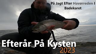 Efterår På Kysten 2023  På Jagt Efter Havørreden I Badekaret [upl. by Aoh712]