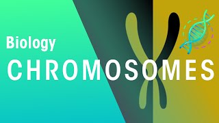 What Are Chromosomes  Genetics  Biology  FuseSchool [upl. by Inod]