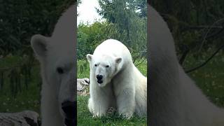 Polar Bears Arent White The Arctics Biggest Secret [upl. by Stoneham]