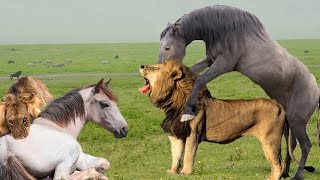 Look What Happened What Do Wild Horses Do To Rescue Their Mates From Lions [upl. by Arratoon]