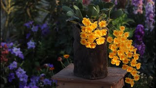 অন্যরকমের একটি ডেনড্রোবিয়াম অর্কিড  Dendrobium Lindleyi [upl. by Terrill]