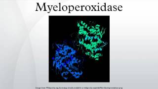 Myeloperoxidase [upl. by Jasisa378]