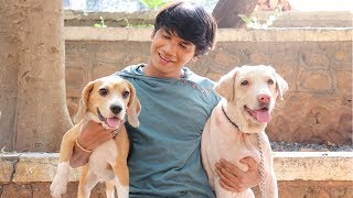 DOG SHORT FILM  SMALL POCKET  BEAGLE  MOHAK MEET [upl. by Cliffes748]