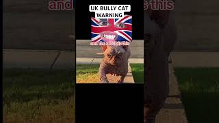 UK Bully Cat Warning [upl. by Baynebridge]