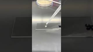 3F Catalase Test [upl. by Suzan]