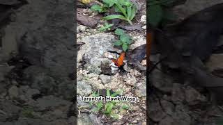 Tarantula Hawk Wasp [upl. by Berry486]