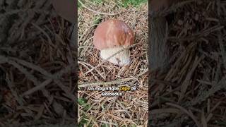 Les cèpes de Bordeaux 🍄🍂🌳 champignons cepes cèpe champignonscomestibles cepesdebordeaux [upl. by Giamo]