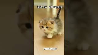 cats in islam  why we should adopt cats shorts youtubeshorts islamic [upl. by Lered]