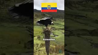 El ave que reina las cordilleras de los andes  interesante entretenimiento curiosidades [upl. by Anaiuq34]