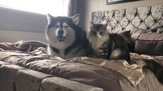 Alaskan malamutes and a kitten Are you crazy Check out our daily battles YouTube exclusive [upl. by Hsara472]