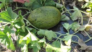 Sapomiel Piel de Sapo Melon When to Harvest [upl. by Ordnael]