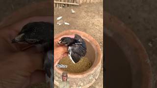 Before and after chick pigeon birds blackhen chicken colorfullchicks hen chicks pets [upl. by Nylirak181]