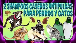 Como Hacer un Shampoo Antipulgas Casero para Perros y Gatos 2 Shampoos🐶🐱 [upl. by Damalas]